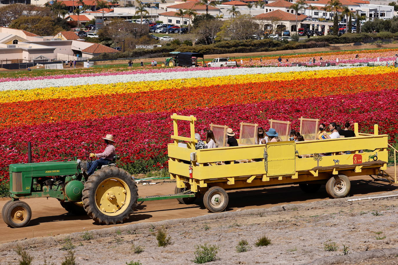 Fotos: Campos de flores de cuento en San Diego (California)