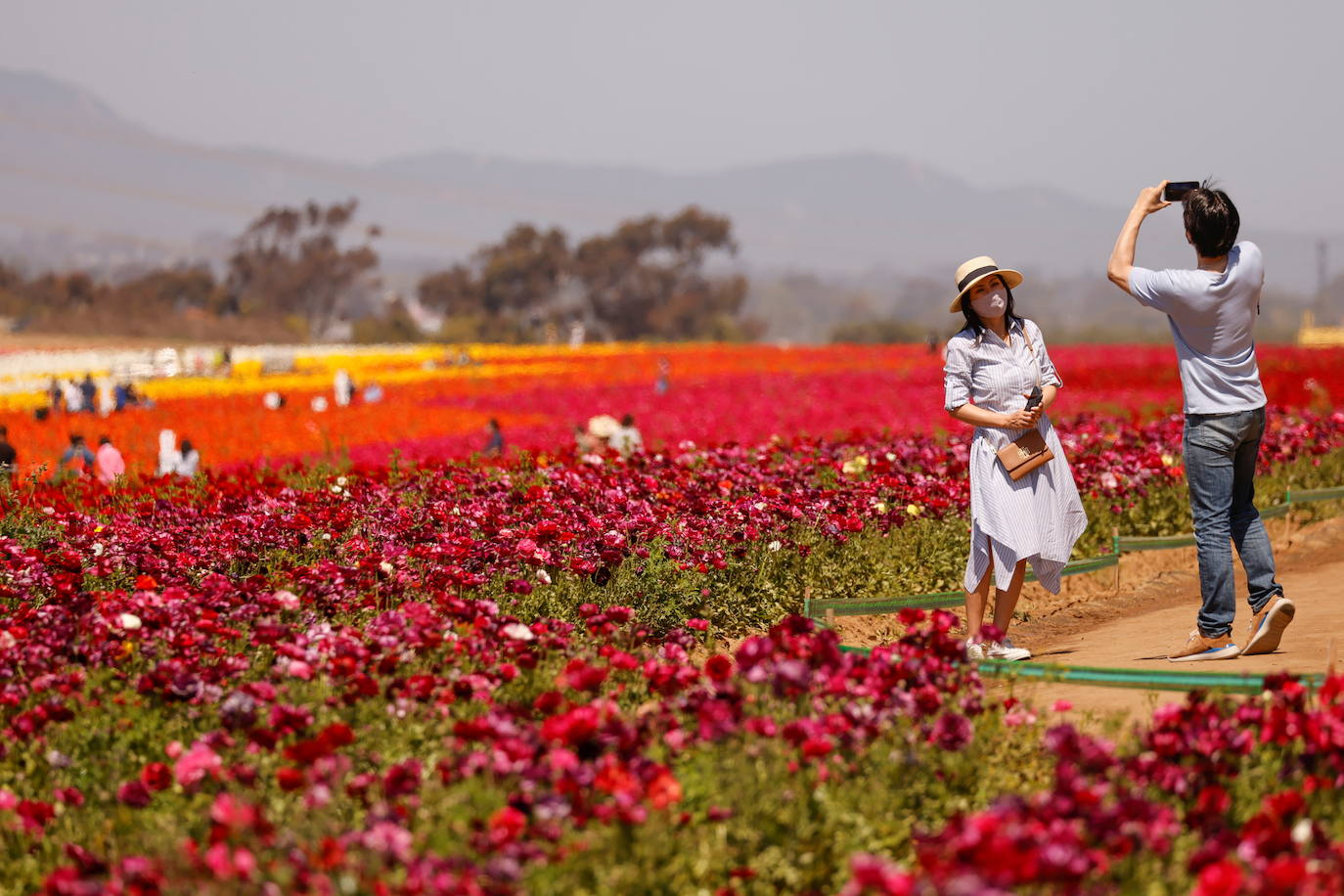 Fotos: Campos de flores de cuento en San Diego (California)