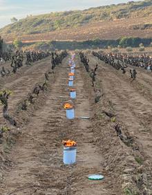 Imagen secundaria 2 - Fuego contra las heladas en Rioja Alavesa