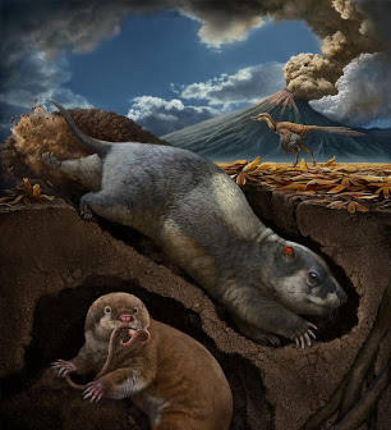 Horietako bat «Fossiomanus sinensis» izenarekin bataiatua, 31 zentimetroko luzera aurkezten zuen. 