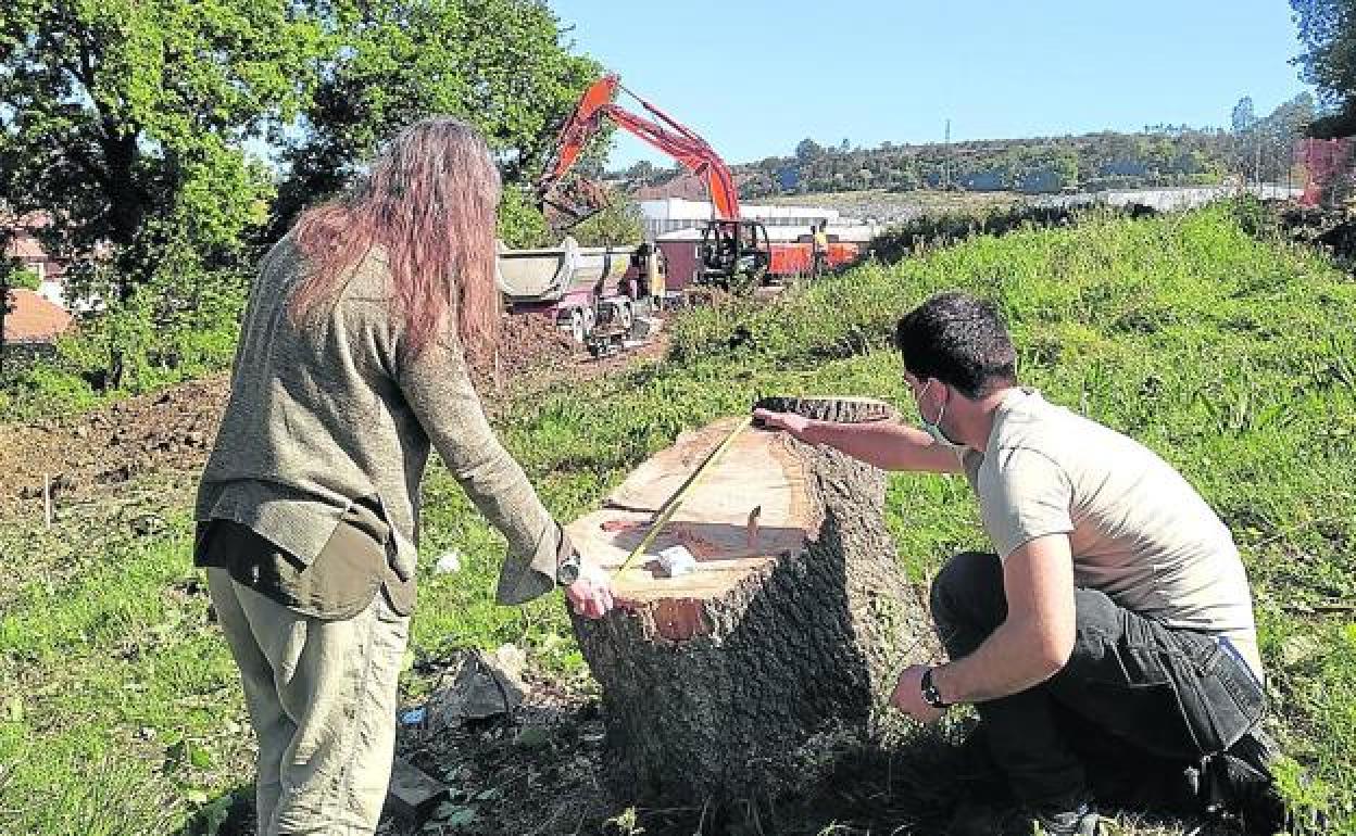 Dos miembros de Berango Lurraren Defentsan miden el diámetro de uno de los robles talados.