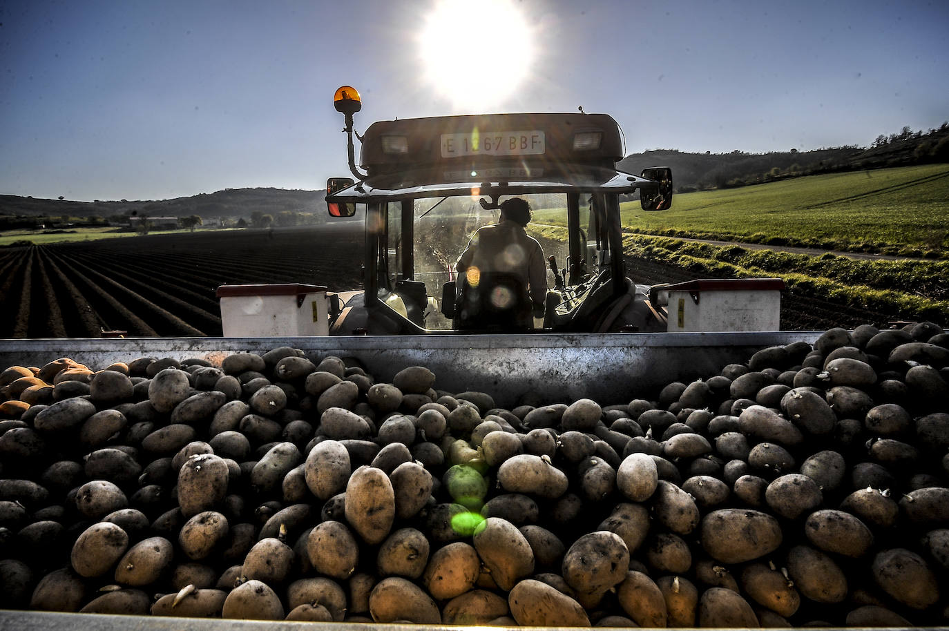 Fotos: Nacerán y se llamarán Monalisa y Lucinda