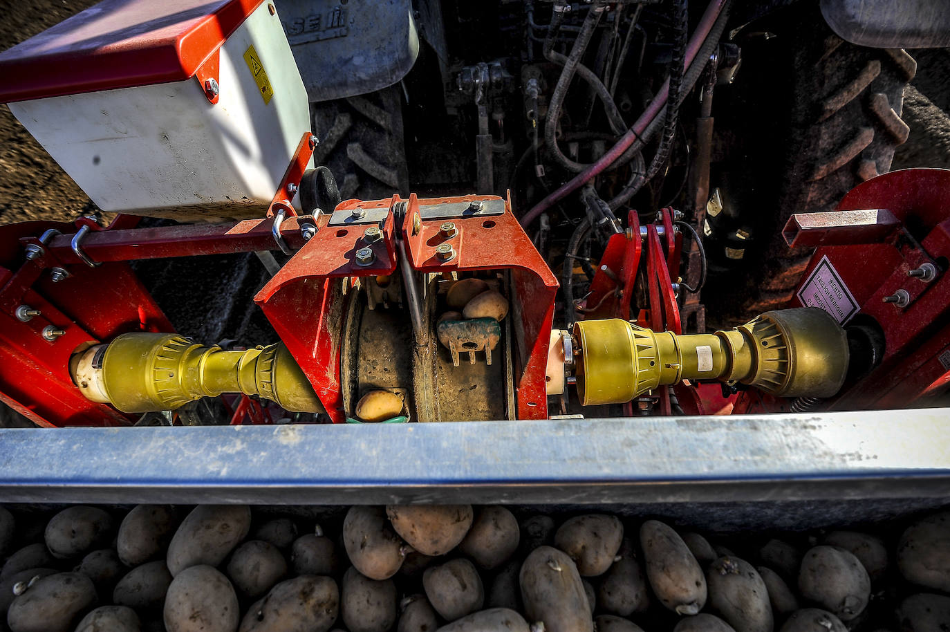 Fotos: Nacerán y se llamarán Monalisa y Lucinda