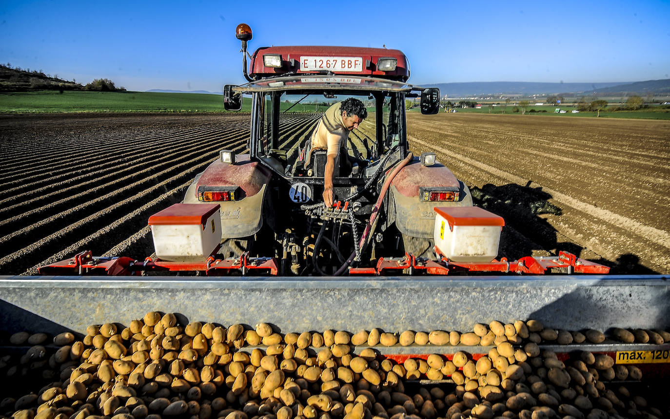 Fotos: Nacerán y se llamarán Monalisa y Lucinda