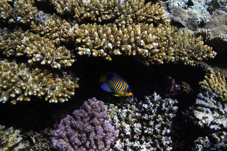 Los peces nadan sobre un arrecife de coral.