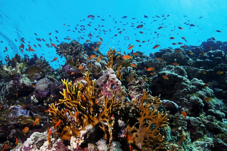 Los peces nadan sobre un arrecife de coral.