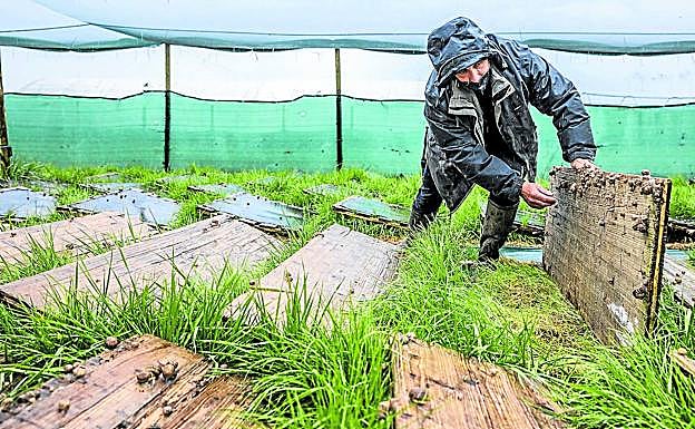 El rebaño más dócil