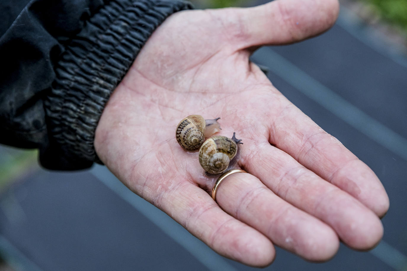 Fotos: El rebaño más dócil