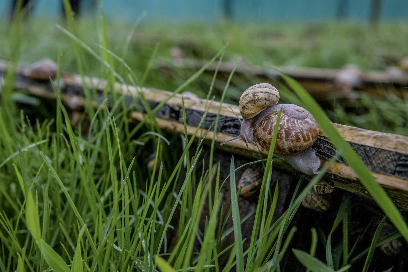 Fotos: El rebaño más dócil