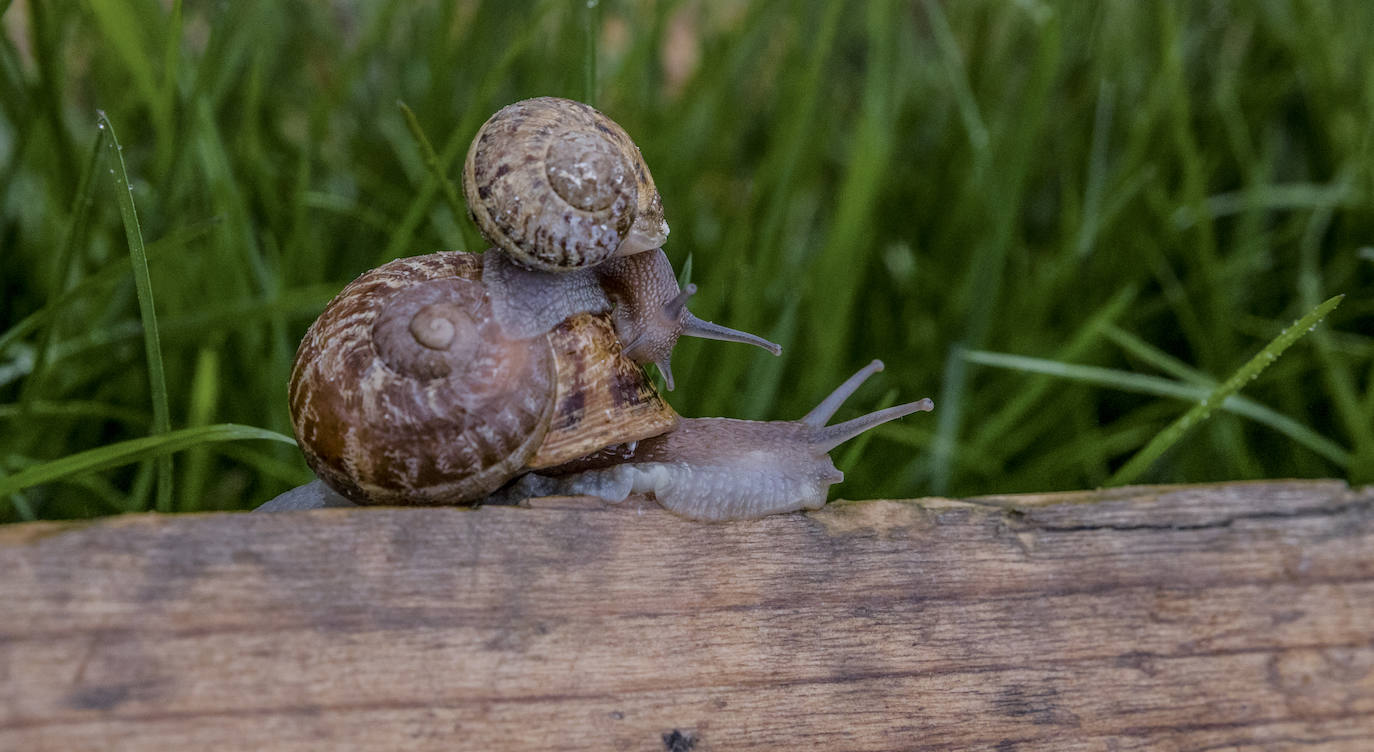 Fotos: El rebaño más dócil
