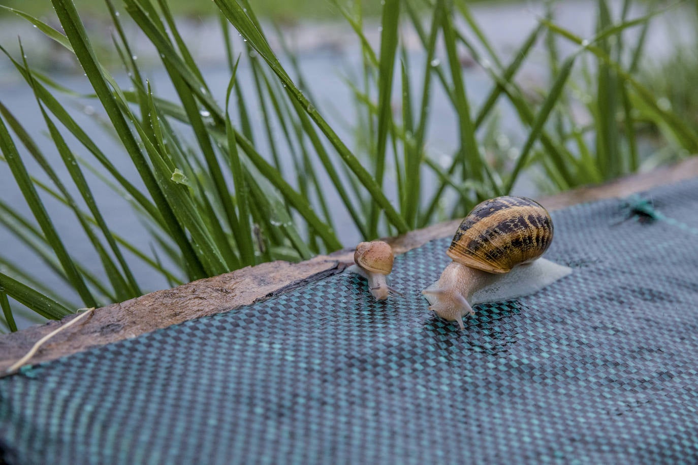Fotos: El rebaño más dócil