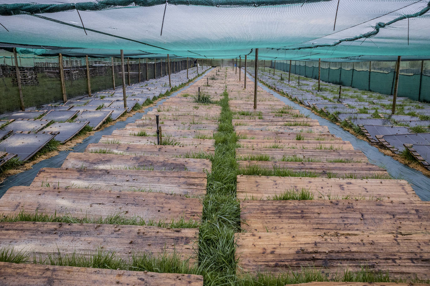 Fotos: El rebaño más dócil