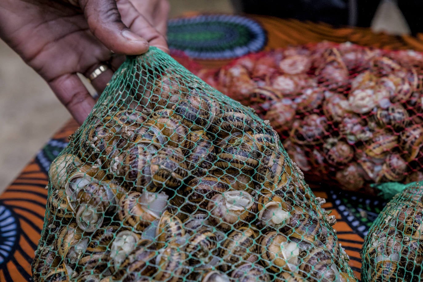 Fotos: El rebaño más dócil