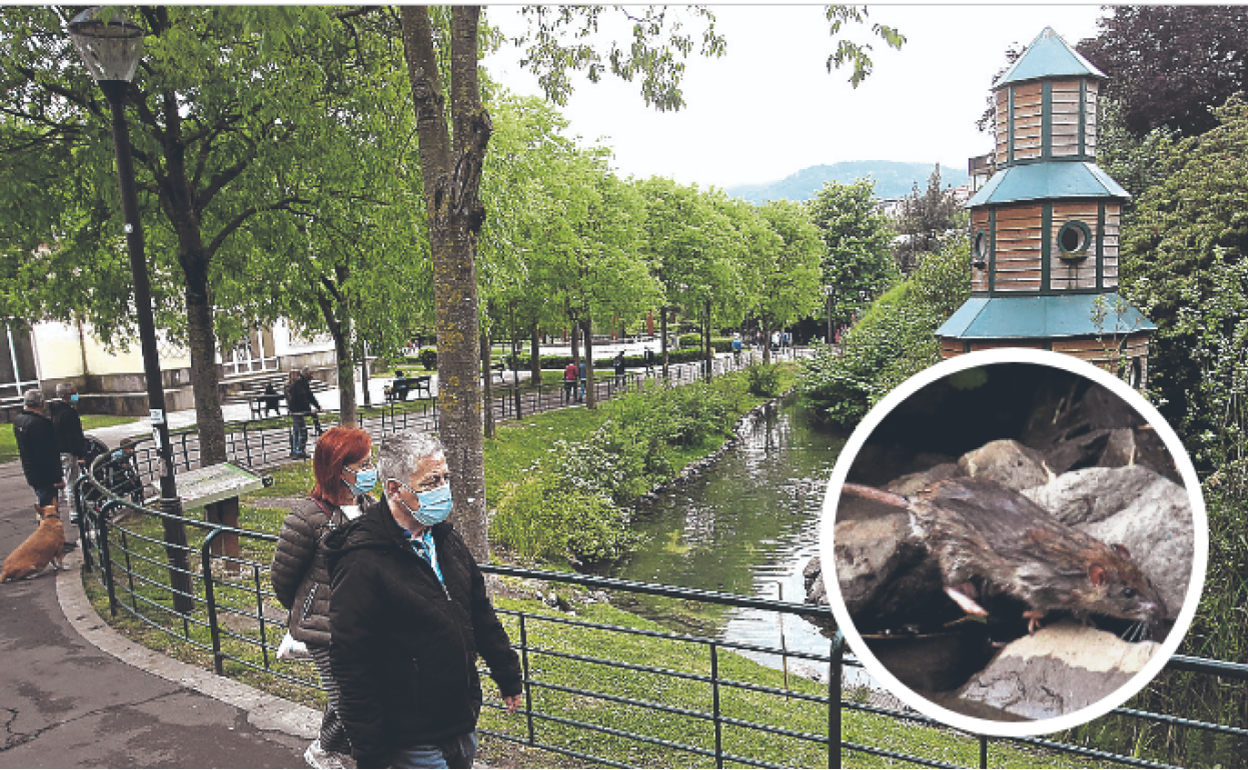 El estanque del parque Europa es un rincón de biodiversidad que en los últimos meses ha sido colonizado por las ratas. 