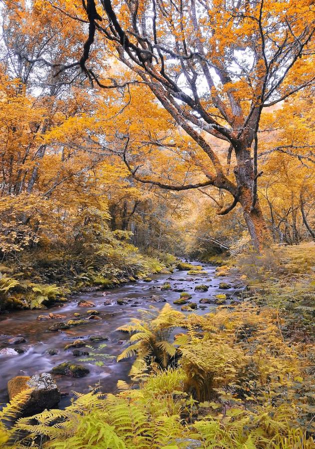 Bosque de Muniellos (Asturias): El Bosque de Muniellos ubicado dentro del Parque Natural de las Fuentes de Narcea, Degaña e Ibias, es uno de los mayores robledales de España y uno de los mejor conservados de Europa. Situado en el extremo suroccidental de Asturias, en Cangas de Narcea. Cuenta con una extensión de 2.695 hectáreas de terreno y su altitud va desde los 1.500 metros de la sierra que cierra el valle por el suroeste a los 680 del lugar de Tablizas, en la entrada del monte. En su interior se encuentra una de las comunidades animales y vegetales más ricas en la que predomina el roble albar, los tejos, acebos, hayas, abedules, fresnos, pláganos…