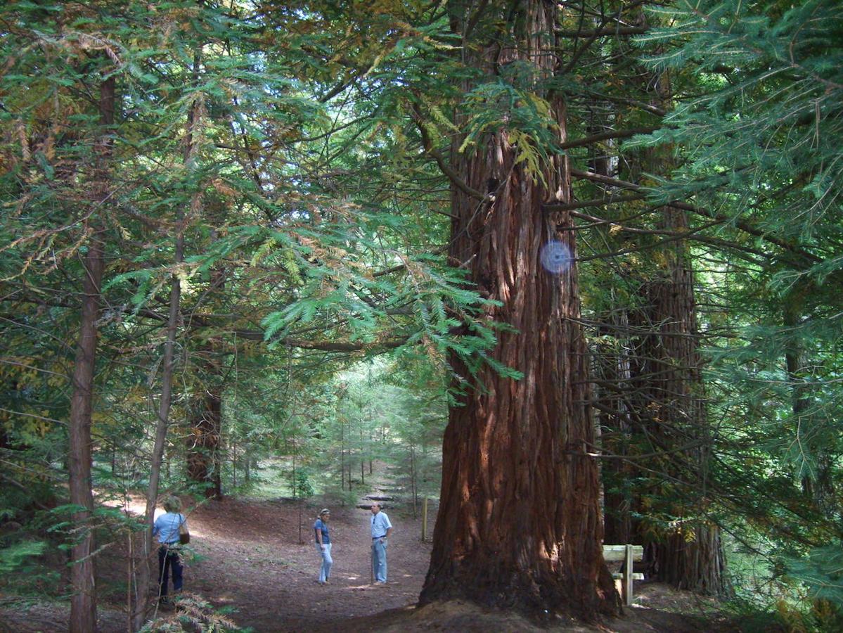 Monumento Natural de las Sequoias del Monte Cabezón (Cantabria): Este denso bosque muy próximo a la localidad cántabra de Cabezón de la Sal, cuenta en su interior con un gran número de de secuoyas de gran altura que incluso pueden llegar a alcanzar hasta los 36 metros. Un lugar en el que llama la atención el contraste de estas dos hectáreas y media de secuoyas con el resto del paisaje cántabro. Un bosque atípico en Cantabria, cuyo origen tiene que ver con las necesidades industriales de la zona allá por el año 1940 y durante el franquismo. Por aquel entonces se decidieron plantar 848 secuoyas en esta zona por la rapidez a la que crecen estos árboles y para poder aprovechar su madera. Algo que finalmente no sucedió y que acabó por convertir este lugar en una de las zonas más curiosas y bonitas de Cantabria, declarada Monumento Natural en 2003 .