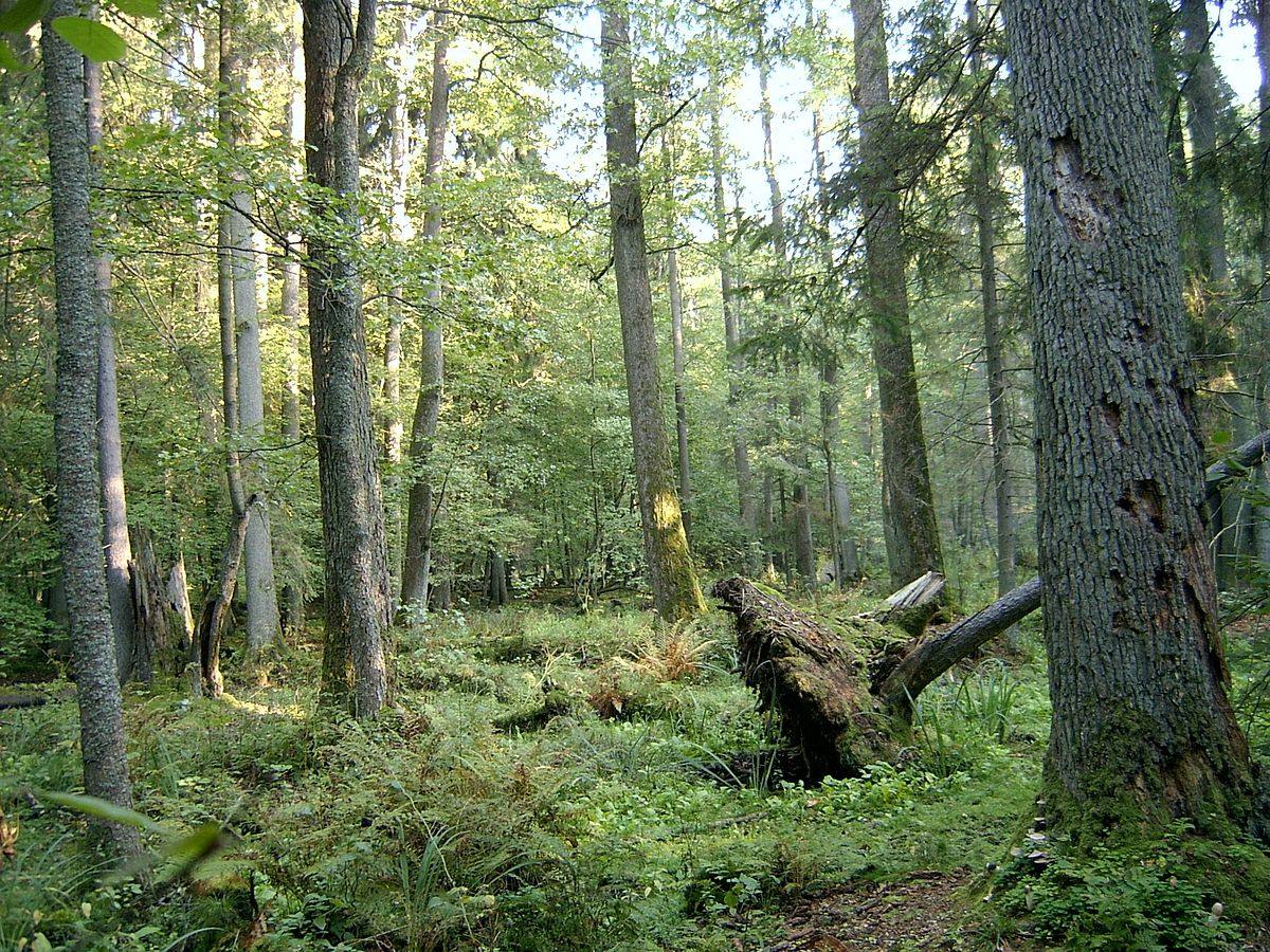 Fotos: Los bosques más impresionantes del mundo, entre los que hay uno vasco