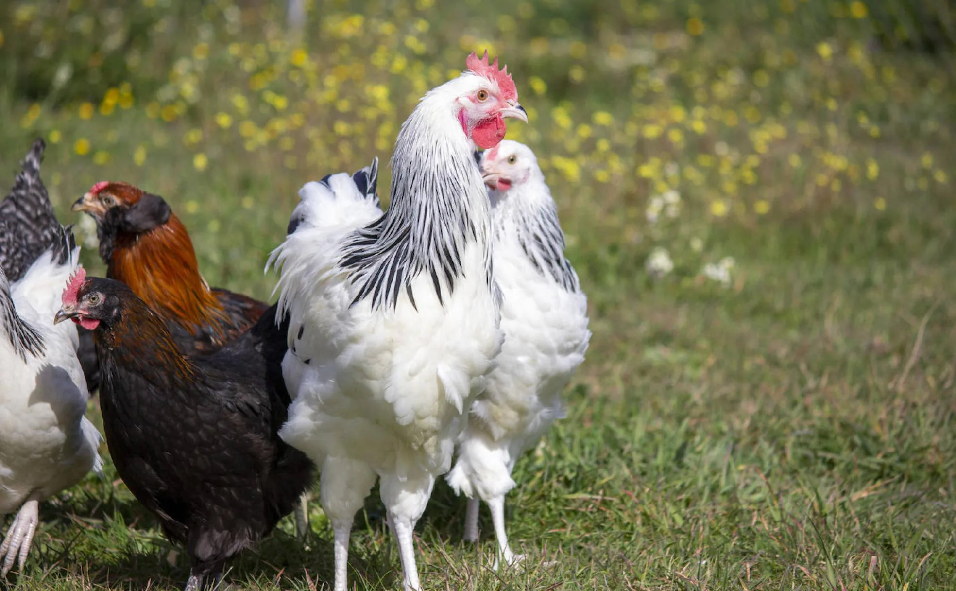 Gallineros para la cría y cuidado de gallinas en el jardín de tu casa