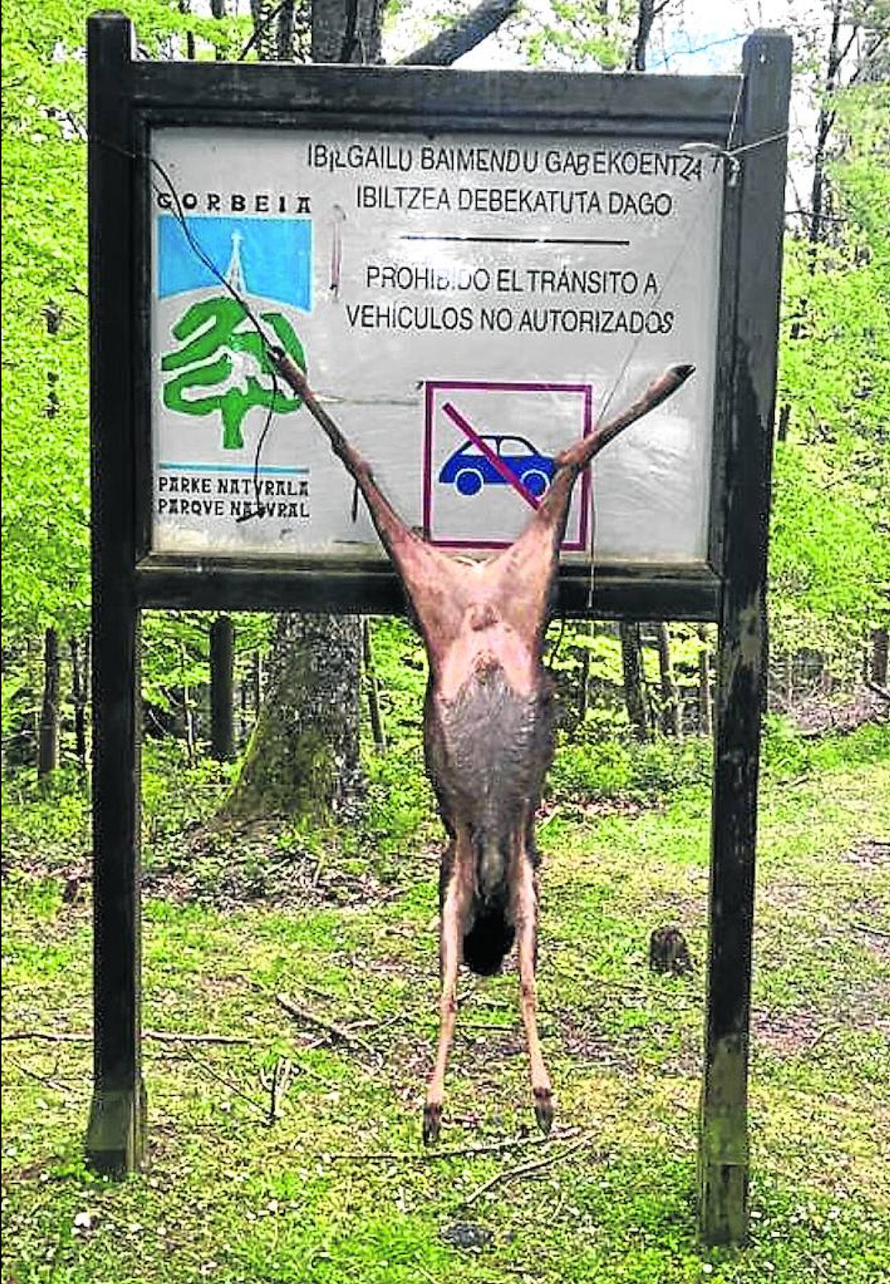 El corzo apareció decapitado y colgado en Asteitxe (Areatza). 