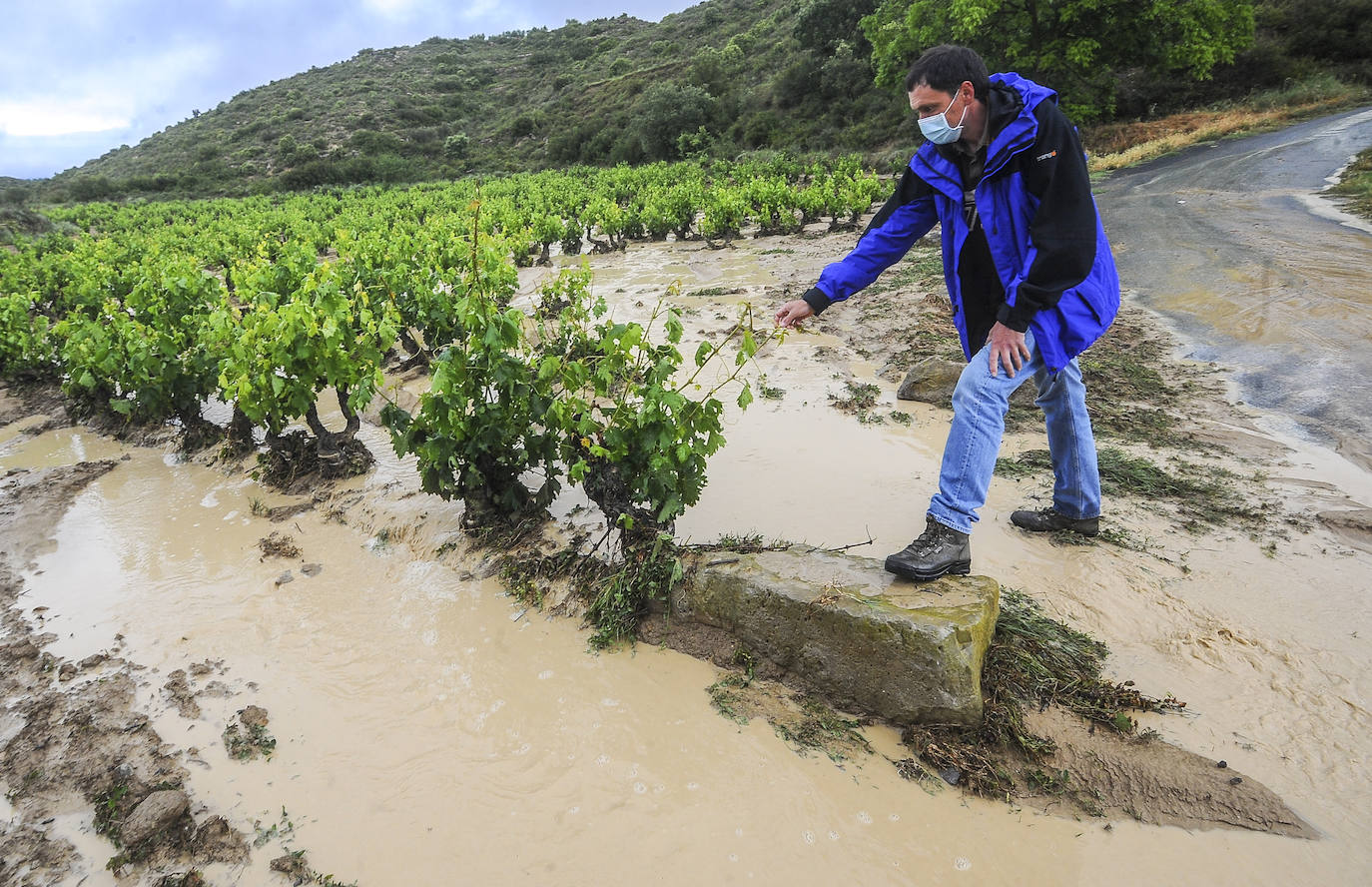 Gorka Sáenz de la Cuesta, concejal en el Ayuntamiento de Lanciego, se ha acercado hasta los viñedos situados en el barrio de Assa; anegados por el agua. El edil observa el estado de las viñas.