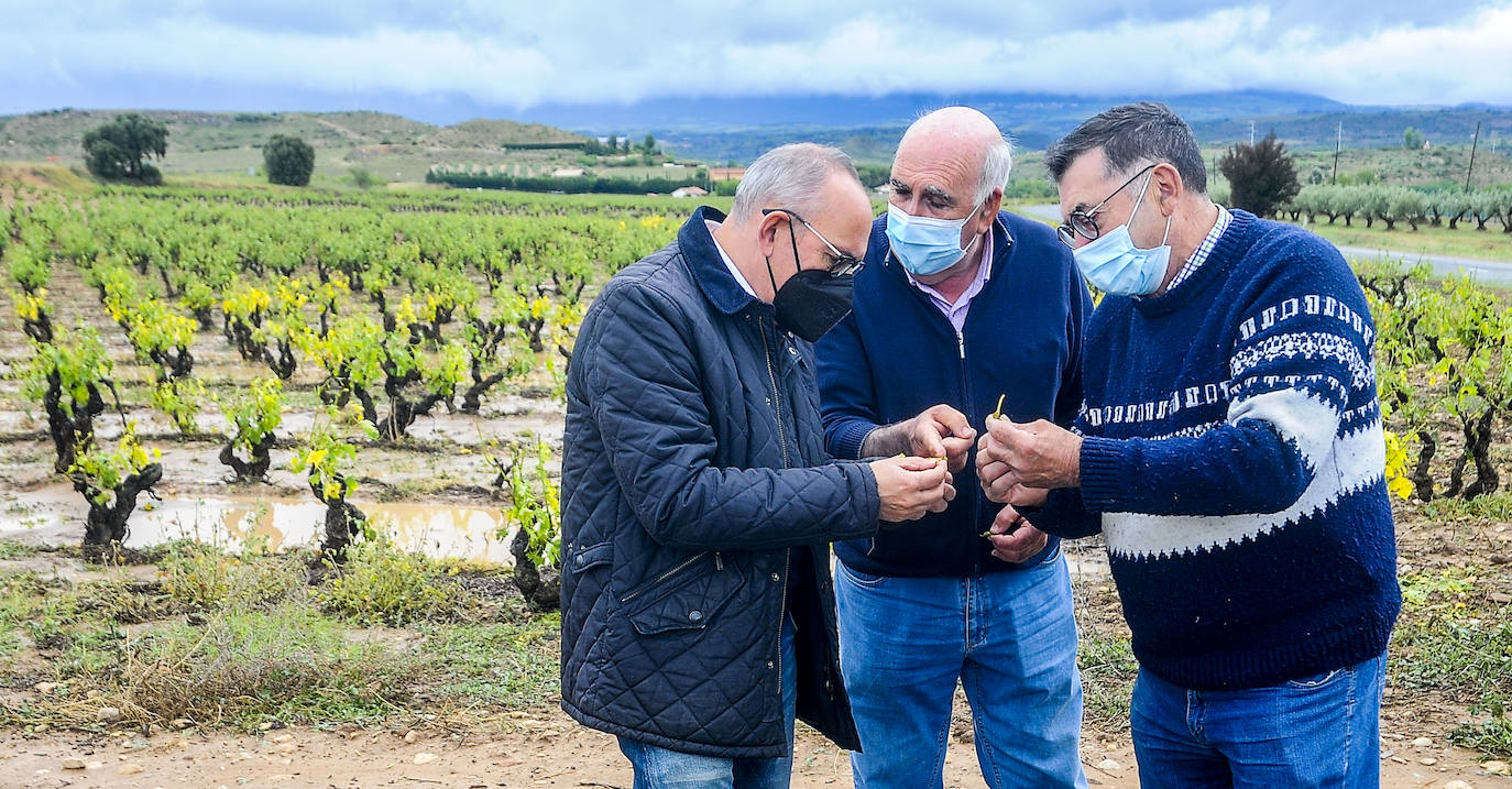 El diputado general de Álava, Ramiro González, atiende las explicaciones de Txutxi Muro, viticultor de Lapuebla de Labarca, mientras observa los daños sufridos en un viñedo de El Campillar, junta administrativa de Laguardia. Junto a ellos, ha recorrido el terreno José Luis Díaz Bello, concejal en el Ayuntamiento de Laguardia. Todos observan los daños sufridos en las cepas.