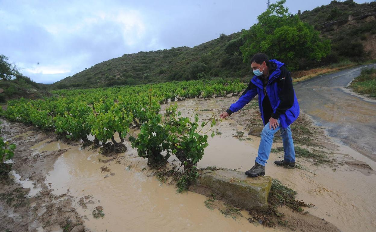 Muchos viñedos en Rioja Alavesa quedaron inundados con la tormenta de lluvia y granizo de la semana pasada.