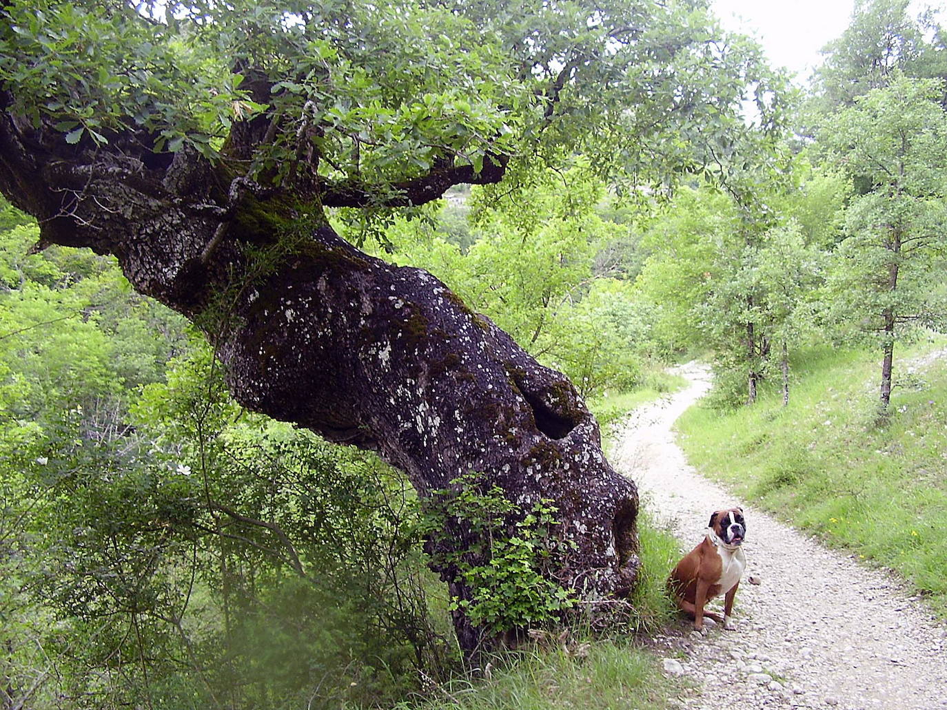 Desfiladero de Okina, Álava. El río Ayuda dibuja un paisaje espectacular en el entorno de este pueblo alavés. La ruta que va desde él hacia el burgalés Sáseta conquista y es apta para planes familiares. A lo largo de ella nos encontramos diferentes saltos de agua y meandros. Son 10,6 kilómetros de ida y vuelta sin dificultad.