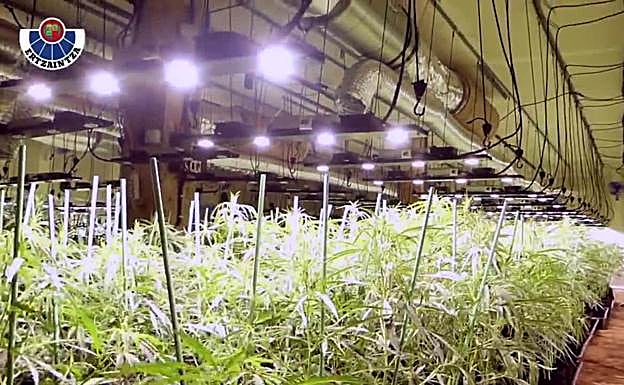 Desmantelada en Lemoa una plantación de marihuana con 1.350 plantas