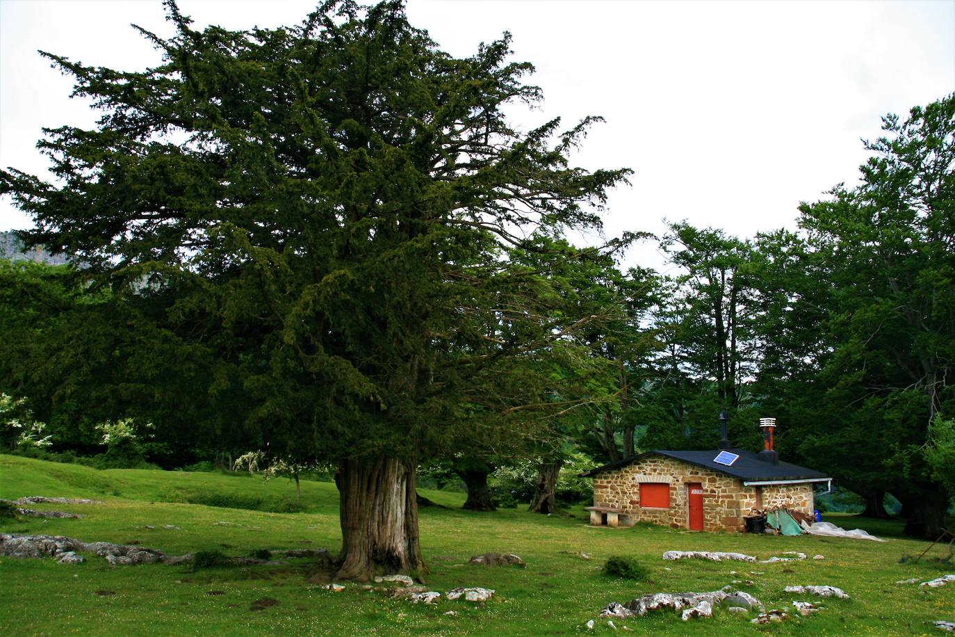 Txabola de Aginalde y Tejo singular . La meseta de Arimegorta se eleva a casi mil metros de altitud y es uno de los parajes más bellos de Gorbeia. Perfilado por el imponente Aldamin, al sur, y los farallones que caen hacia Zeanuri, al norte, acoge un buen número de refugios y bordas y está salpicado de árboles de todo tipo. La txabola de Aginagalde y el tejo que le escolta, declarado Árbol Singular, aúna los dos elementos característicos de este altiplano.