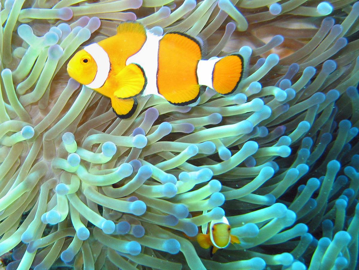 La Gran Barrera de Coral (Australia): Visible incluso desde la Estación Espacial Internacional, la barrera de coral es sin duda otro de los elementos más reconocibles de nuestro planeta y también uno de los más impresionantes por su gran belleza. Esta barrera se extiende a lo largo de nada menos que 2.500 kilómetros, frente al estado de Queensland. De ahí que muchos la consideren como el ser vivo más grande del planeta, con una extensión de casi 35 millones de hectáreas con hasta 70 hábitats diferentes.