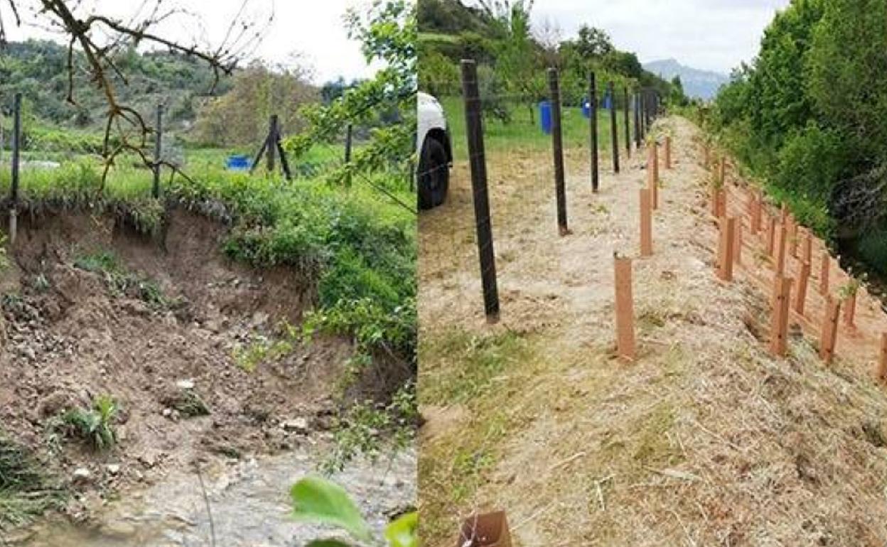 La ribera del río Muera, antes y después de la revegetación. 