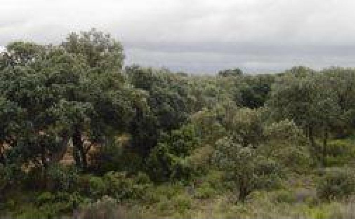 La zona conocida como El Monte se va a reforestar con medio millar de árboles. 