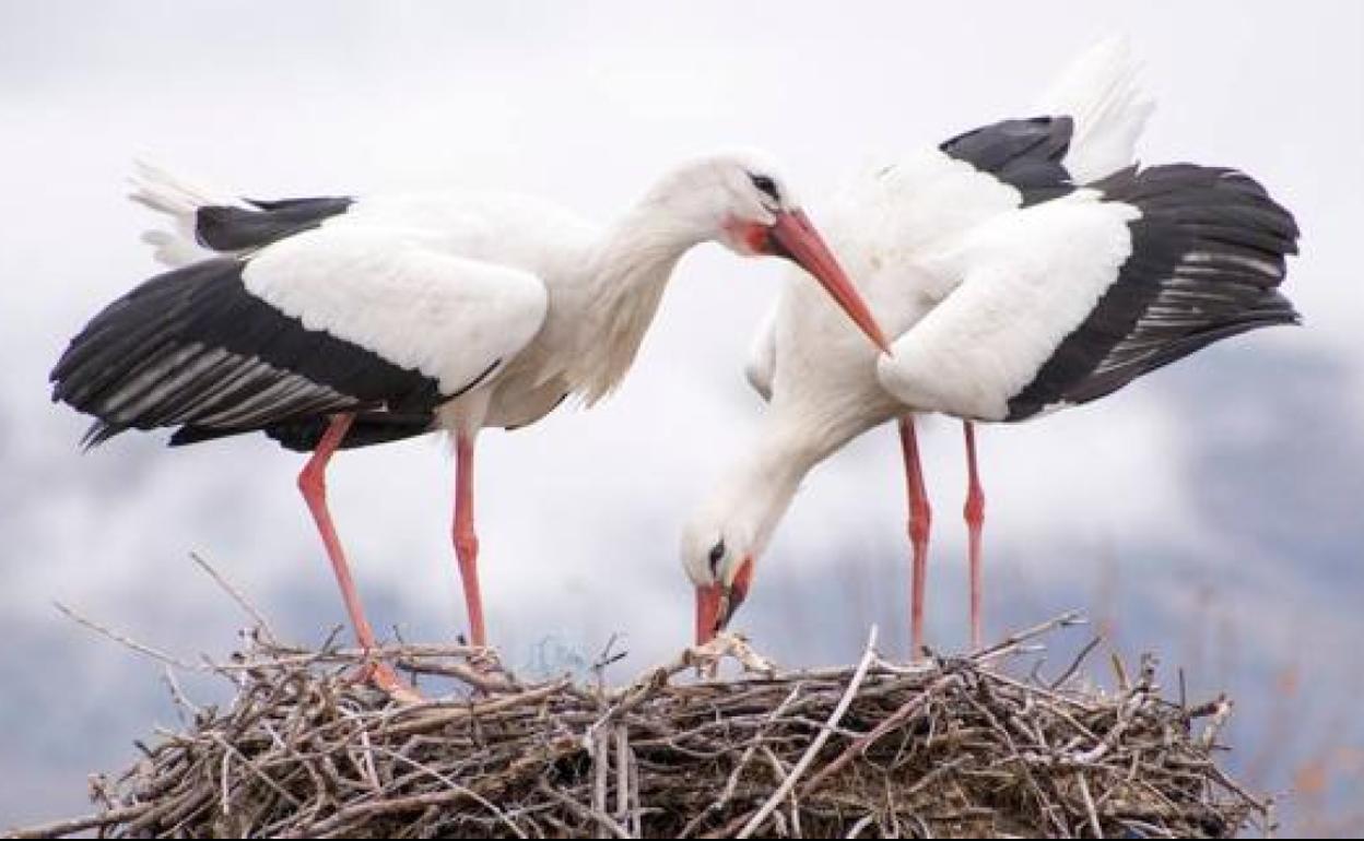 Cigüeñas predadoras