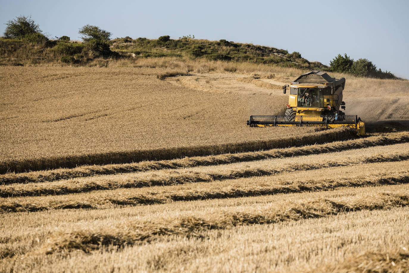 La cosechadora deja un rastro de paja a su paso por la superficie ya recogida. 