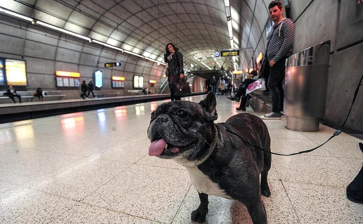 Las mascotas son usuarias habituales del metro desde hace más de una década.