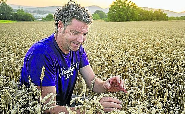 Imagen principal - A la derecha, como entre dunas, Javier pasea por uno de los pabellones de Garlan, el gran granero alavés. A la izquierda, el agricultor revisa la mies y la cosechadora vierte el grano en el remolque.