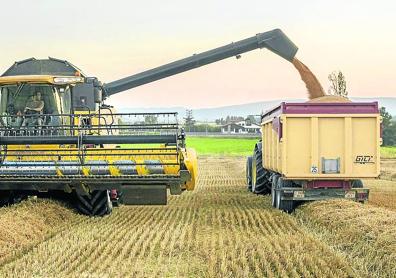 Imagen secundaria 1 - A la derecha, como entre dunas, Javier pasea por uno de los pabellones de Garlan, el gran granero alavés. A la izquierda, el agricultor revisa la mies y la cosechadora vierte el grano en el remolque.