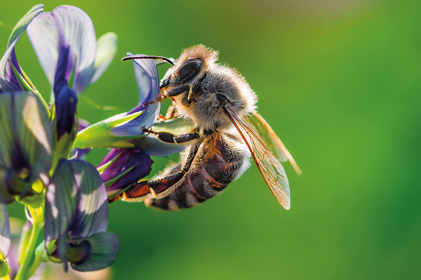 La fecha coincide con el nacimiento de Anton Janša, quien allá por el siglo XVIII, fue pionero en las técnicas modernas de apicultura. Su país natal, Eslovenia fue el impulsor de la celebración del Día Mundial de las Abejas.