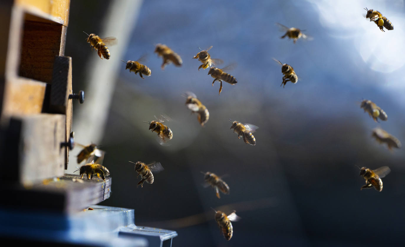 20 de mayo. Día Mundial de las Abejas. Se celebra desde 2018 para crear conciencia sobre la importancia de los polinizadores y las amenazas a las que se enfrentan.