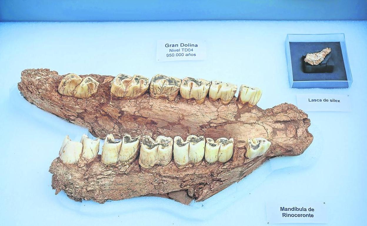 Mandíbula de rinoceronte y pieza de sílex de hace 950.000 años.