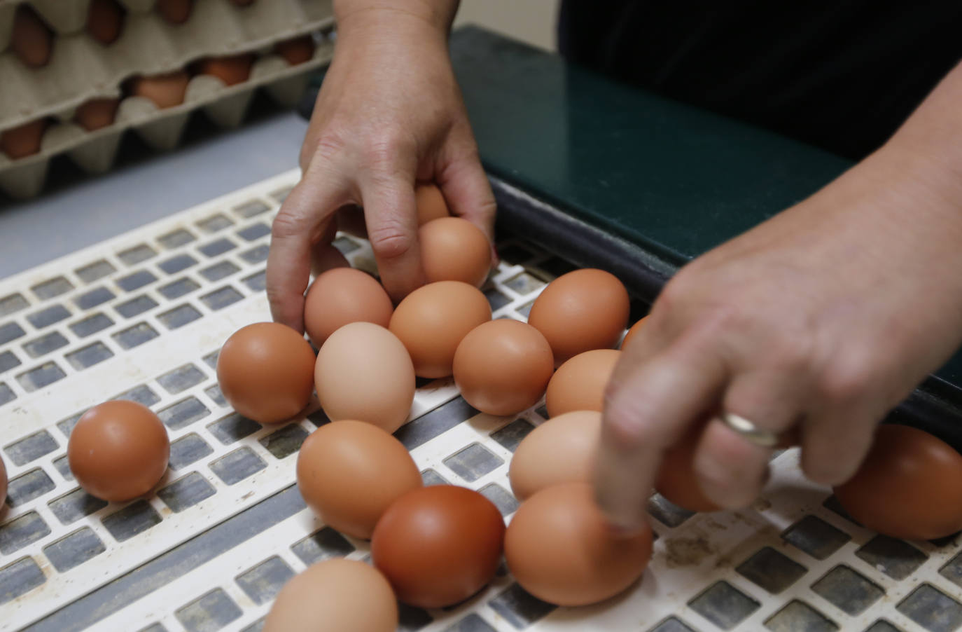 Fotos: Así es el recorrido del huevo ecológico desde el campo hasta nuestro plato