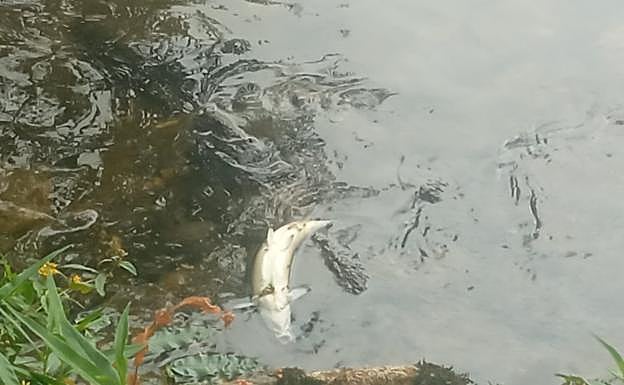 Pez muerto a la altura de la presa de Sorribas, en Nanclares 