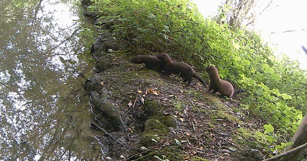 Captura del vídeo que confirma la reproducción del visón europeo durante 2021.