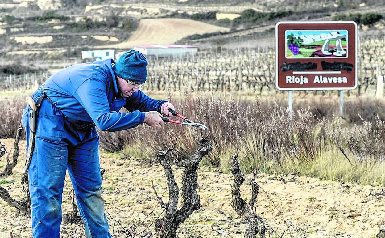 El viñedo de Rioja Alavesa acusa déficit de agua