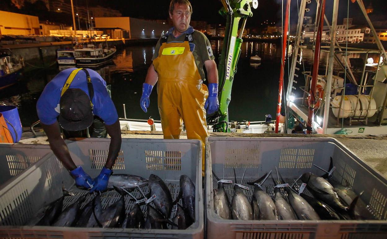 La costera del bonito se cierra en Euskadi con la captura de 9.536 toneladas