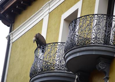Imagen secundaria 1 - Rescatan el buitre que se posó en un balcón de una vivienda en pleno centro de Tolosa