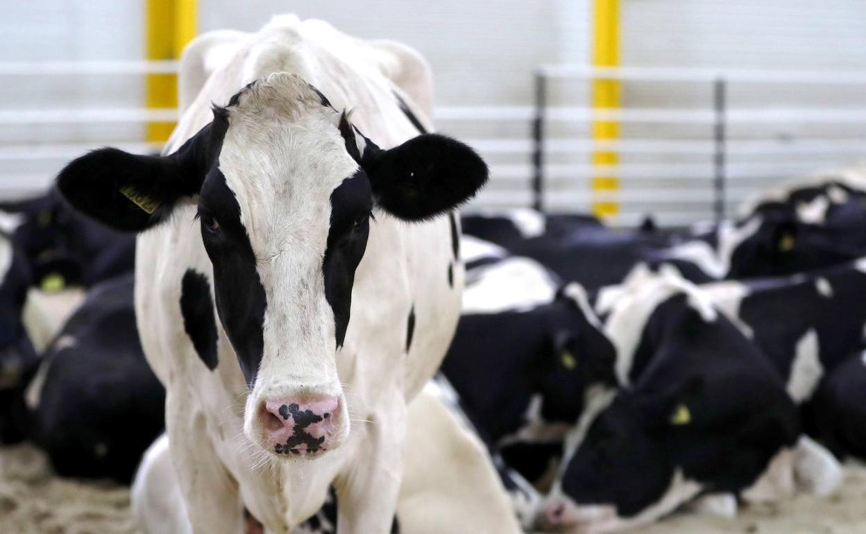 Gipuzkoako abeltzainek esne litroaren prezioa hamar zentimo igotzea exijitu dute