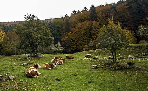 Varias vacas descansan en un prado de Sierra Cebollera. 