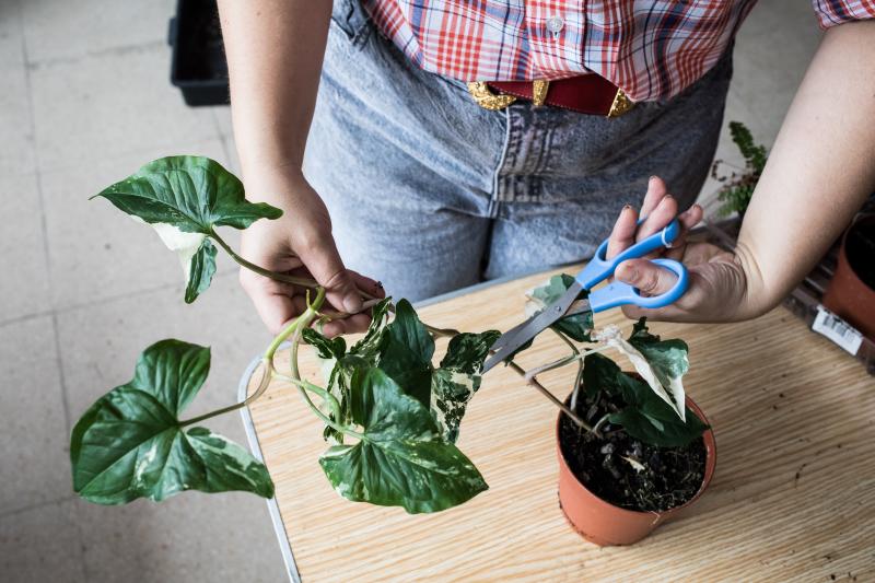 Fotos: Nace en Bilbao una innovadora comunidad digital para los amantes de las plantas