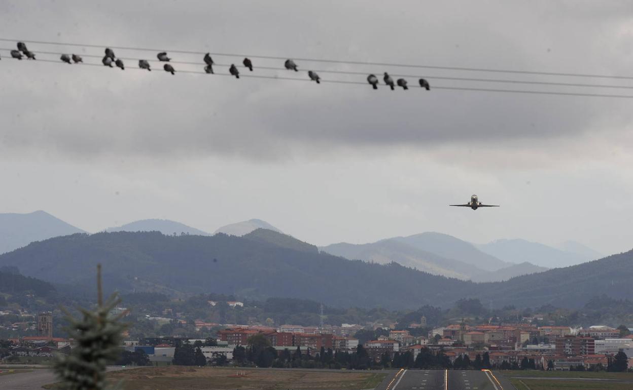 Un avión despega en presencia de varias aves en los alrededores de Loiu, en una imagen de archivo. 